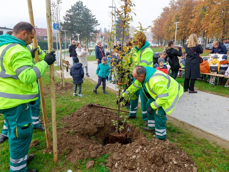 Samobor nastavlja sa sadnjom stabala