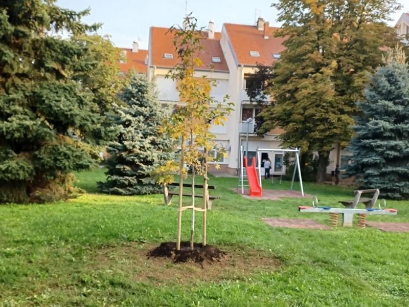 Sadnja stabala, ukrasnog grmlja i proljetnica