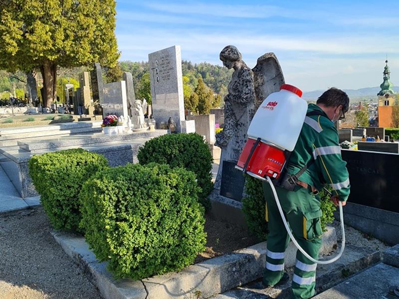 Tretiranje ukrasnih grmova šimšira