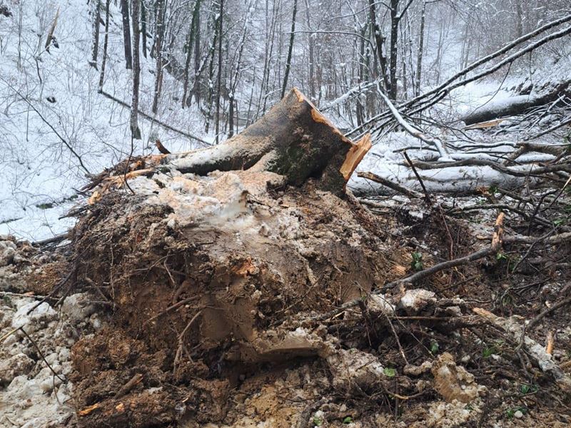 Urušena stabla na prometnici