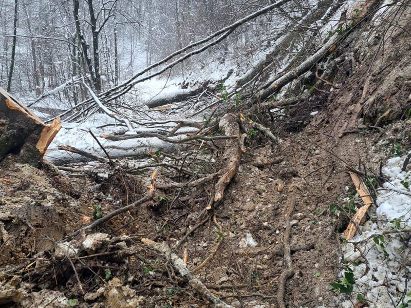 Urušena stabla na prometnici
